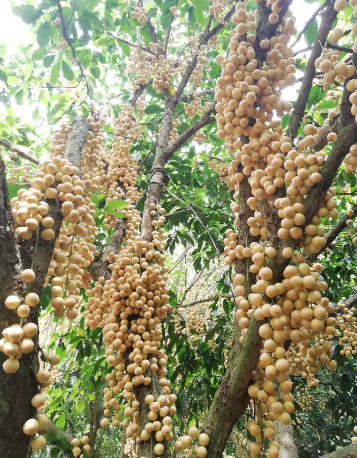 vuon dau thien an nga bay hau giang 1