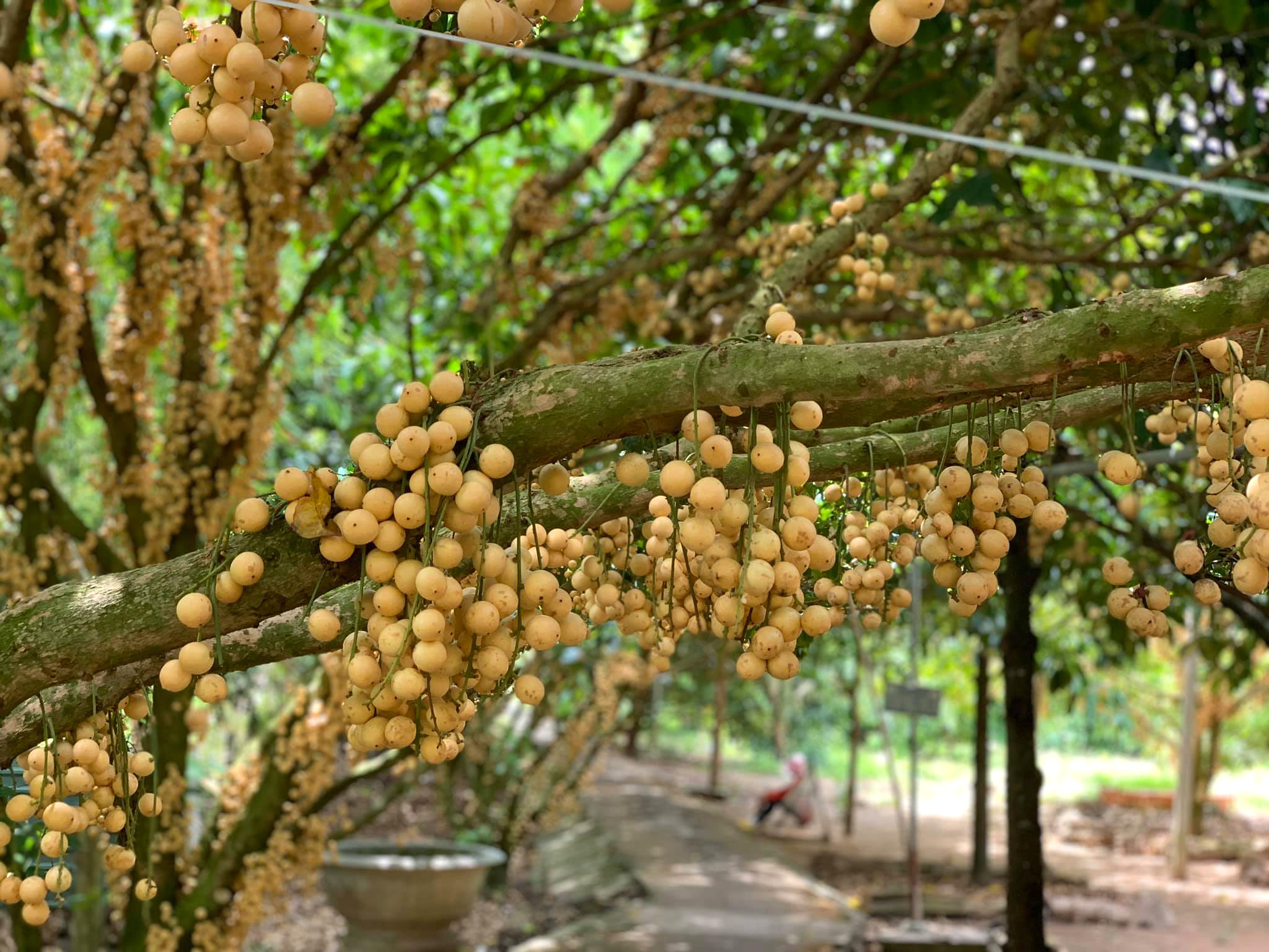 vuon dau thien an nga bay hau giang 2