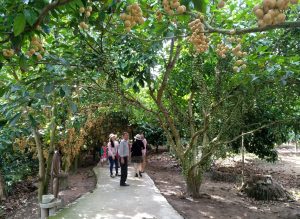 vuon dau thien an nga bay hau giang