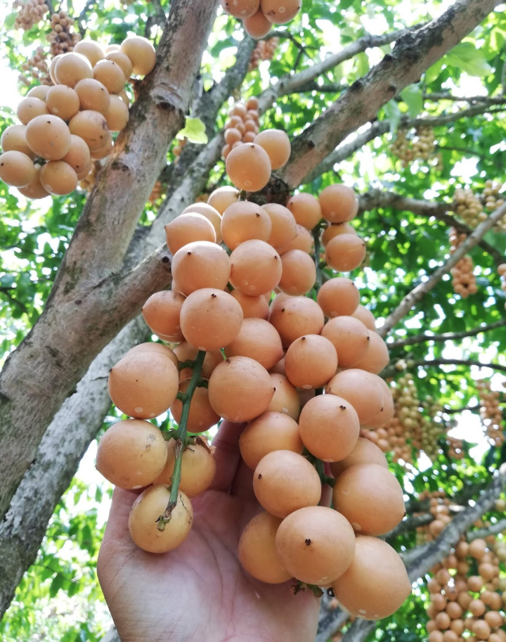 vuon dau thien an nga bay hau giang 4