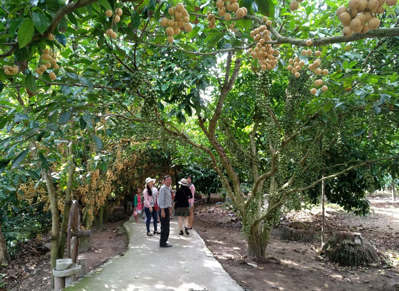vuon dau thien an nga bay hau giang